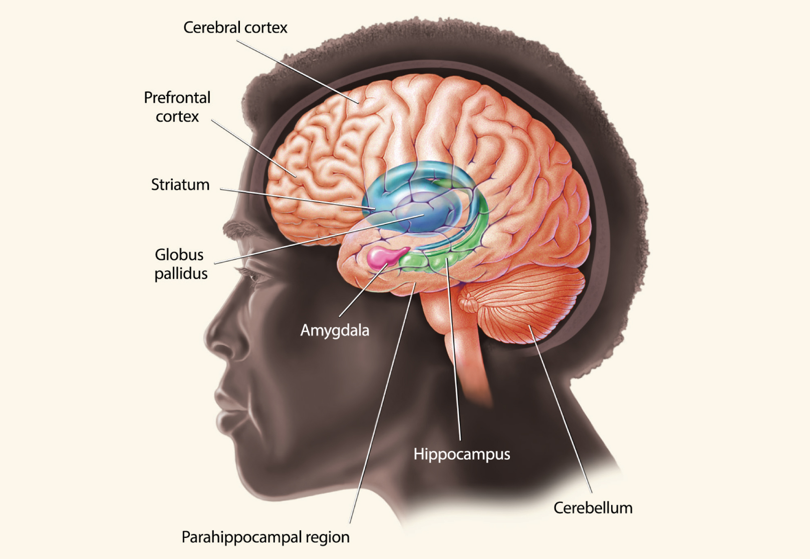 Brain Facts: A Primer On The Brain And Nervous System